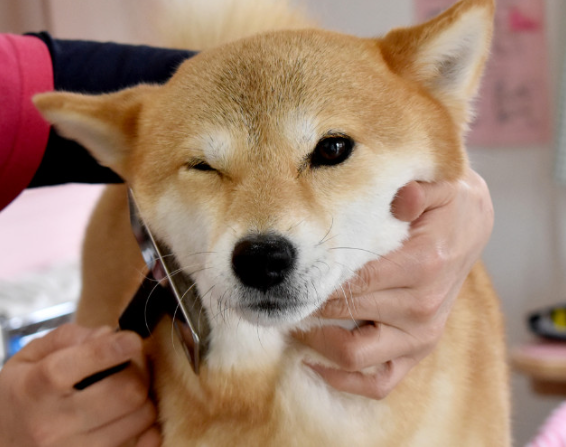 Tallfly переосмысливает уход на дому с помощью расчески для удаления шерсти домашних животных