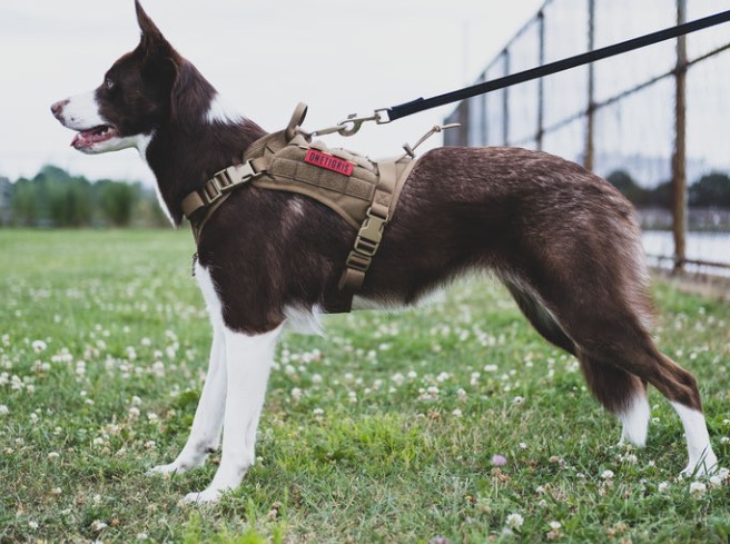Как компания Tallfly разработала конструкцию поводка для собак, повышающую безопасность прогулок