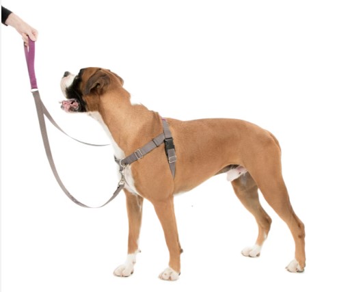 Может ли собачий поводок изменить то, как сообщества делят общественное пространство?