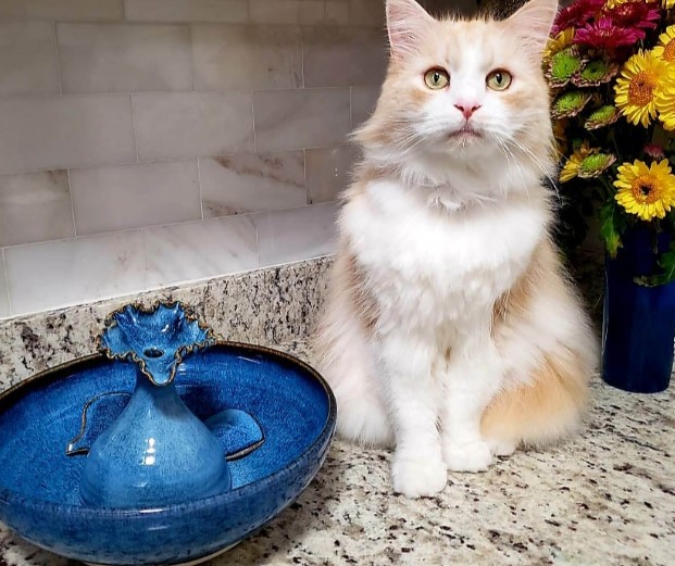 Pet Water Fountain
